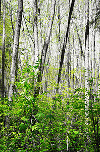 白色春天的白桦树在森林里。