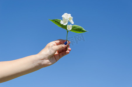 蓝天背景中女性手中的茉莉花枝