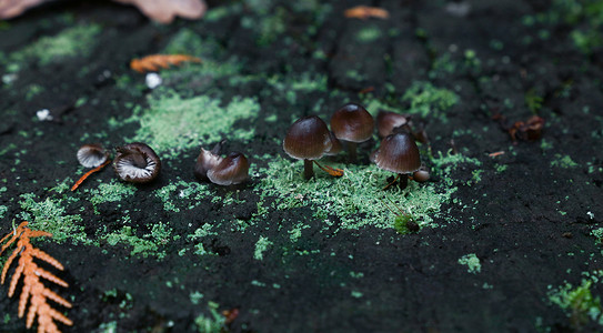 伞菌毒蘑菇和地衣苔藓