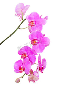 紫兰花的天然热带美景枝
