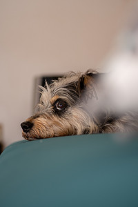 狗头枕在沙发上的垂直肖像