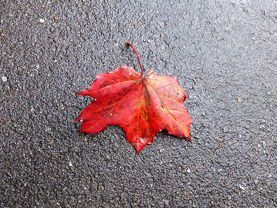 在街道地板上的秋天色的红色枫叶