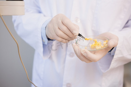 科学家在培养皿中检查玉米种子