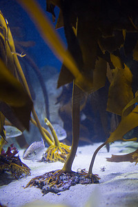 鱼躲进黄藻