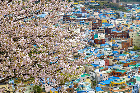 广安桥摄影照片_釜山甘川文化村的樱花树