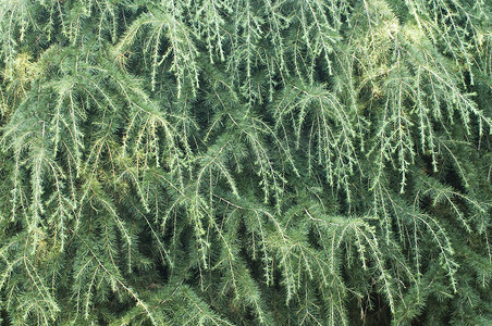 一棵常绿针叶树的特写镜头