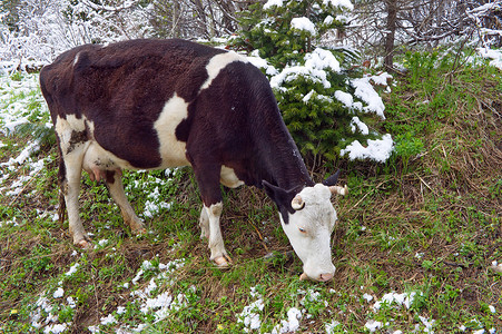 牛在白雪皑皑的森林里吃草。