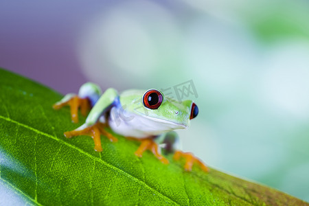 彩色背景上叶子上的青蛙