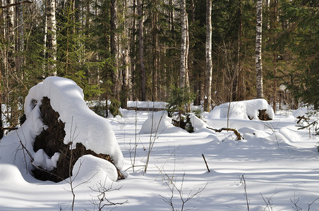 风吹草动摄影照片_冬季森林雪下的断树