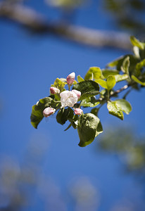 苹果花开向蓝天