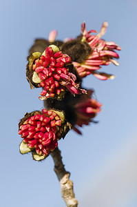 Parrotia persica 红色的花朵
