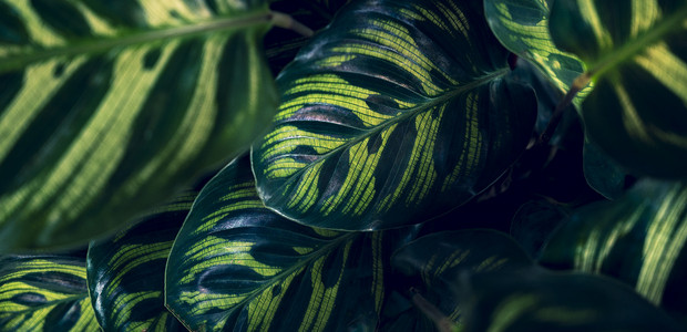 深绿色装饰摄影照片_热带叶子五颜六色的花在黑暗的热带叶子自然背景深绿色叶子自然