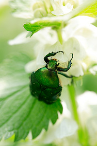 花上的甲虫