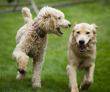 玩具行动摄影照片_快乐的金毛猎犬与贵宾犬玩耍取狗宠物