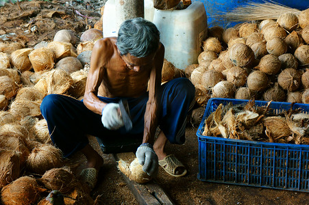 湄公河三角洲摄影照片_亚洲工人，椰子，椰干，材料，湄公河三角洲