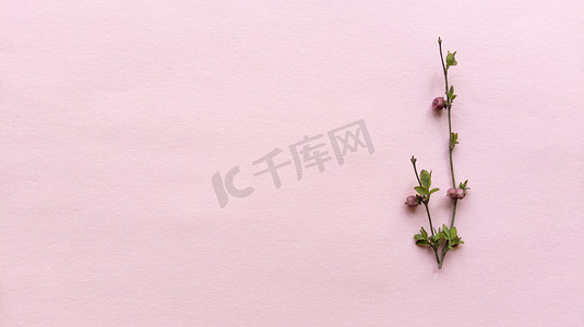 简约浅粉色背景摄影照片_带叶子和浆果的简约树枝，浅粉色背景，质地柔和。