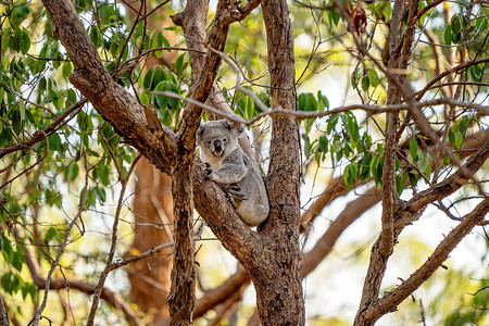 坐在树上的澳大利亚考拉