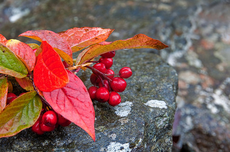 秋天的红叶和浆果