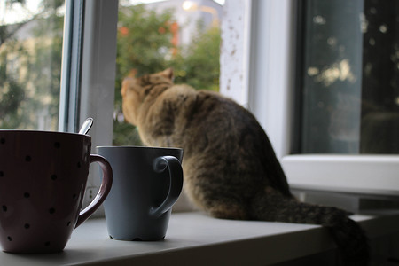 一只红猫从窗外偷看