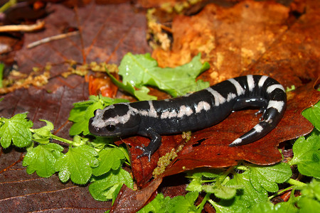 大理石纹蝾螈（Ambystoma opacum）