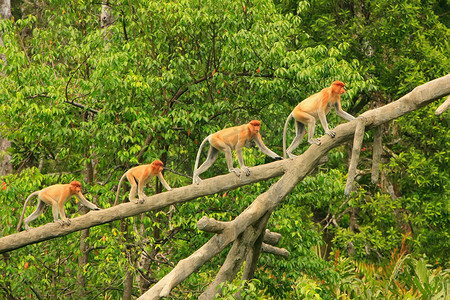 婆罗洲摄影照片_树上的长鼻猴，婆罗洲，马来西亚