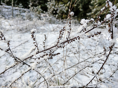 白雪躺在干燥的深色灌木丛上。