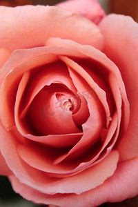 粉色梦幻玫瑰