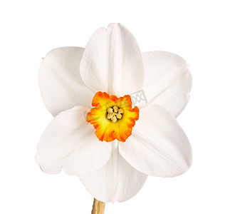三色水仙花品种的单花对白色 ba
