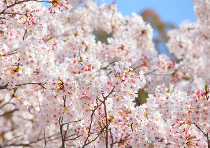 蓝天上的樱花树