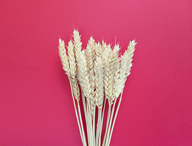 红色背景上的小麦小穗。