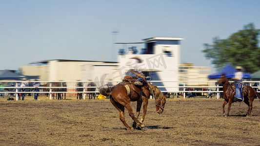 牛仔骑着一匹奔腾的野马