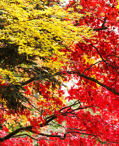秋天的红黄枫树
