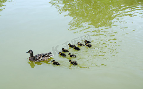 水中的鸭子家族