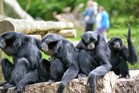 野生动物园摄影照片_Siamang 长臂猿家庭在 fota 野生动物园放松