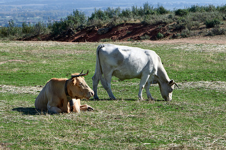 奶牛在草地上吃草和休息