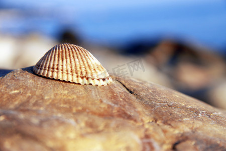 夏天的海边摄影照片_海贝壳躺在海边的石头上