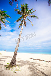 沙滩背景摄影照片_在沙滩背景蓝天和干净的海的可可椰子树