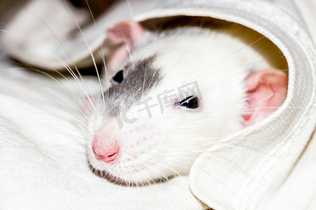 毯子下的白老鼠