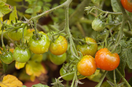 西红柿在花园里成熟