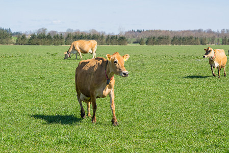 泽西牛在草地上奔跑