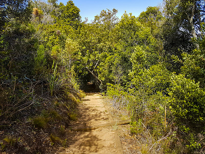 康斯坦博西国家植物园森林中的小径步道。