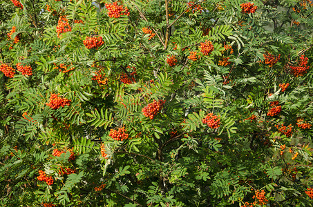 秋天花树摄影照片_山梨 aucuparia、罗文或山灰