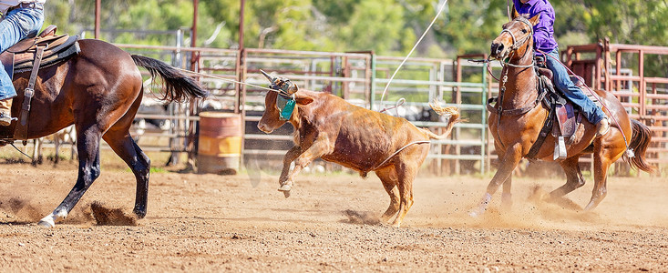 奔跑的牛摄影照片_澳大利亚乡村牛仔竞技表演中的奔跑小牛