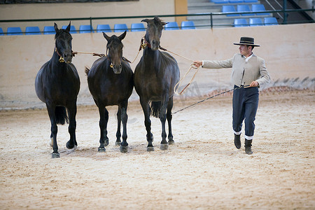 马术竞赛摄影照片_西班牙纯种马的功能测试