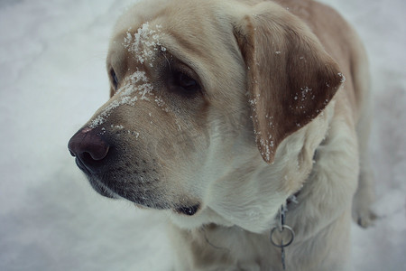 雪中​​的拉布拉多猎犬