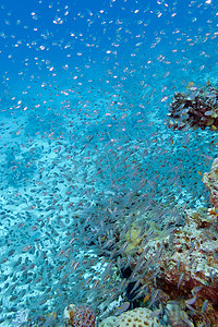 外来动物摄影照片_玻璃鱼群 - 红海清扫者，水下