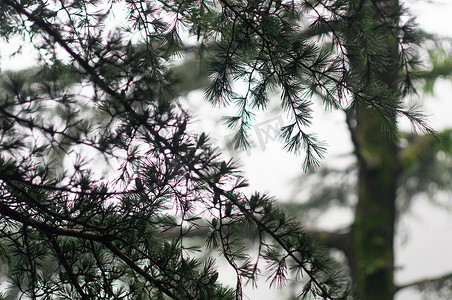 雾摄影照片_有雾的冬拍显示落叶、冷杉圣诞树与 p
