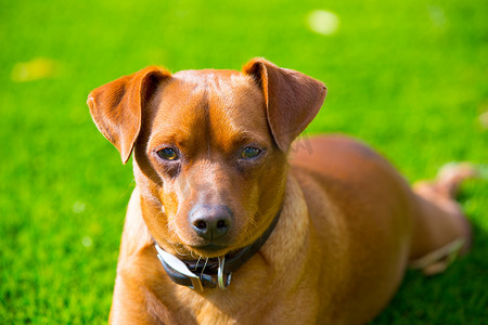 躺在草坪上的迷你短毛猎犬棕色狗肖像