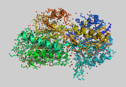 带原子的蛋白质分子模型