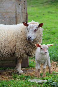 小羊摄影照片_绵羊与小羊